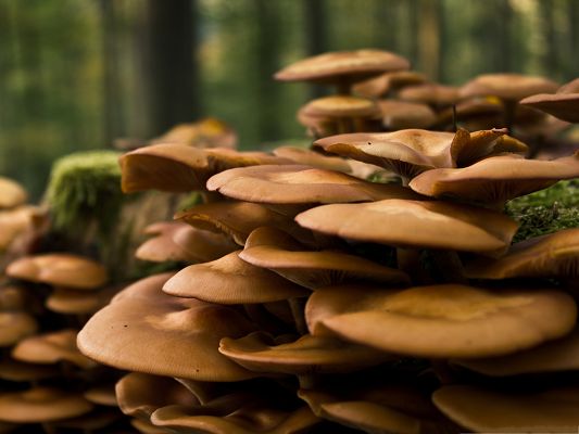 click to free download the wallpaper--Free Computer Background, Forest Mushrooms, Green Tall Trees Around