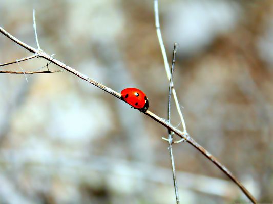 click to free download the wallpaper--Free Computer Background, Ladybug on Twig, Go Slow and Steady