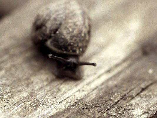 click to free download the wallpaper--Free Cute Animals Post, a Little Snail is in Steady Move, It Won't Step Back