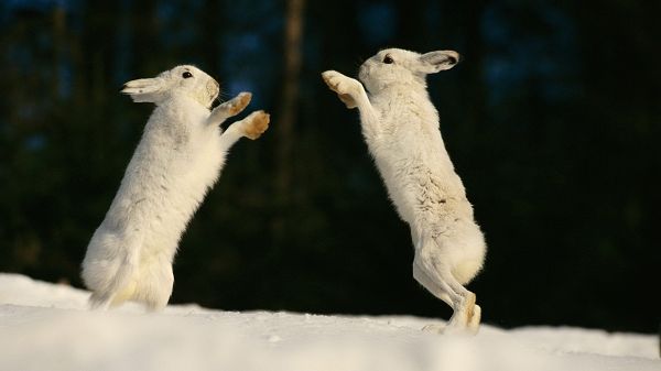 click to free download the wallpaper--Free Download Cute Animals Picture - Two Dancing Rabbits, the Snowy World, Green Plants, Looking Attractive