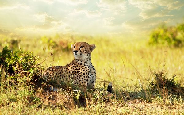 click to free download the wallpaper--Free Download Cute Animals Wallpaper - Cheetah Savanna Africa Post, It Knows How to Protect Itself, Has Chosen a Perfect Place to Stay