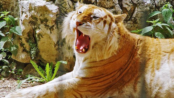 click to free download the wallpaper--Free Download Cute Animals Wallpaper - The Tiger's Mouth Wide Open, Scary in the First Look, Are You Shaking?