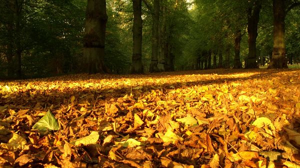 click to free download the wallpaper--Free Download Natural Scenery Picture - A Field of Fallen Leaves, Golden in Look, the Sun's Effect