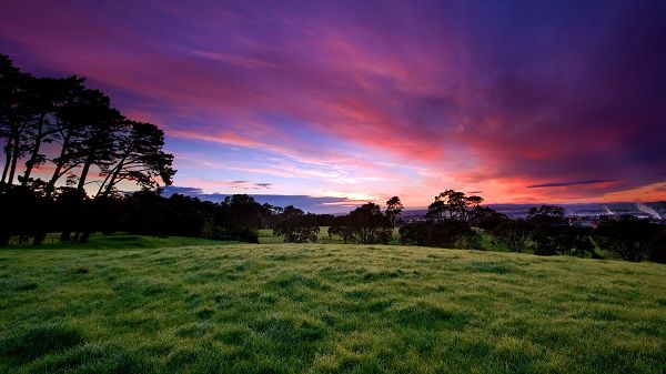 click to free download the wallpaper--Free Download Natural Scenery Picture - A Field of Green Plants Under the Pink Sky, is Great in Look 