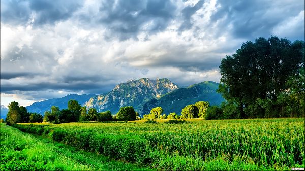 click to free download the wallpaper--Free Download Natural Scenery Picture - A Full Eye of Green Plants, the Blue Sky, Combines an Amazing Scene
