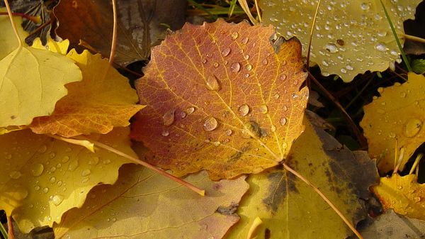 click to free download the wallpaper--Free Download Natural Scenery Picture - A Pile of Leaves with Fresh Waterdrops, Great in Outlook