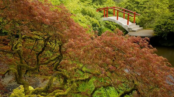 Free Download Natural Scenery Picture - A Short Bridge Across the River, Natural Plants Alongside, Impressive Scene