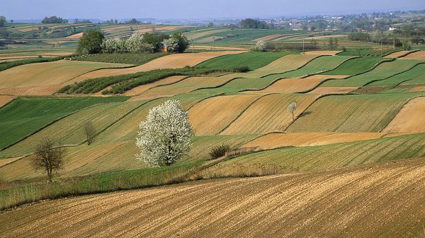 click to free download the wallpaper--Free Download Natural Scenery Picture - Fields in Ups and Downs, Green and Prosperous Trees Under the Blue Sky