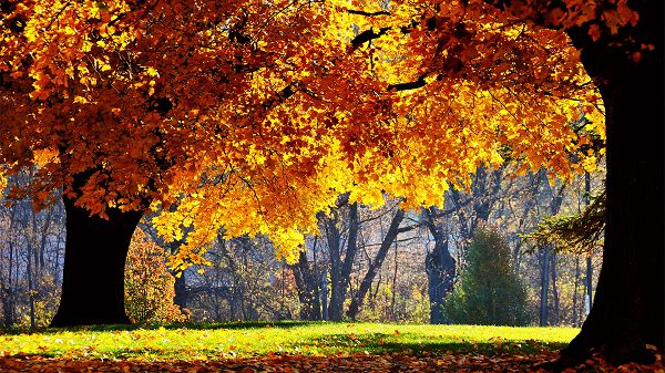 click to free download the wallpaper--Free Download Natural Scenery Picture - Golden and Shinning Leaves, Green Grass, Decent in Look