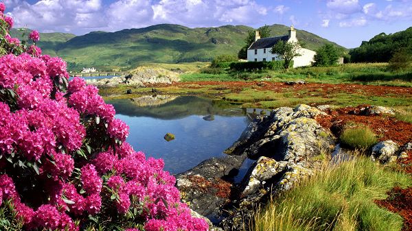 click to free download the wallpaper--Free Download Natural Scenery Picture - Pink Blooming Flowers, a White House on the Hillside, Comfortable Living
