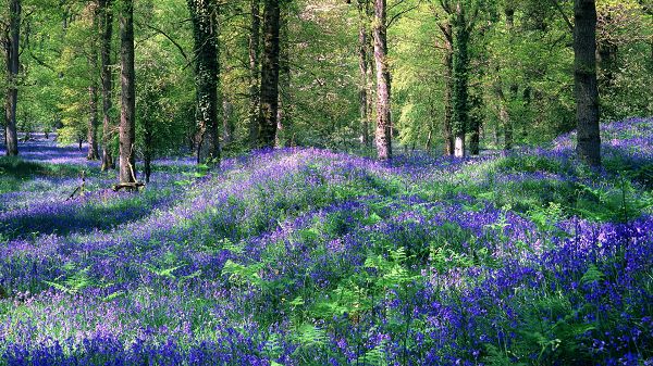 click to free download the wallpaper--Free Download Natural Scenery Picture - Purple Flowers and Green Trees, Has Got Ups and Downs, Looking Great