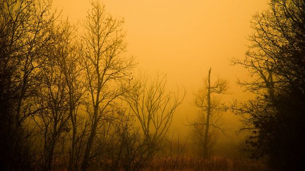 click to free download the wallpaper--Free Download Natural Scenery Picture - The Golden and Misty Scene, Tall Trees All in the Stand, is Looking Great 