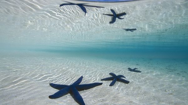 Free Download Natural Scenery Picture - The Incredibly Clear Sea, Three Starfishes Revealed, Great in Look