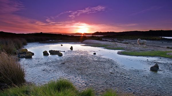 Free Download Natural Scenery Picture - The Rising Sun, Horizon is Painted Pink, a Sheep is by the River, Is It Lost?