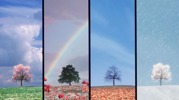 click to free download the wallpaper--Free Download Natural Scenery Picture - What the Same Tree is Like in the Four Seasons, Live Each Season Well