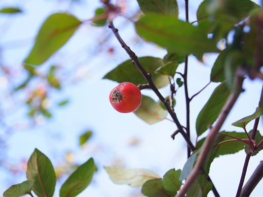 click to free download the wallpaper--Free Fruit Wallpaper, a Red Apple Getting Ripe, Under Green Leaves
