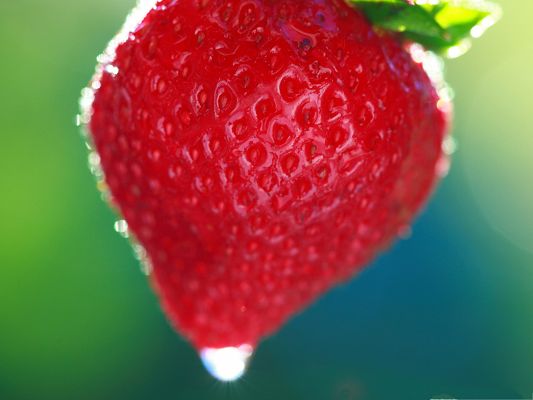 click to free download the wallpaper--Free Fruits Wallpaper, Sweet Summer Strawberry, Fresh and Tasty