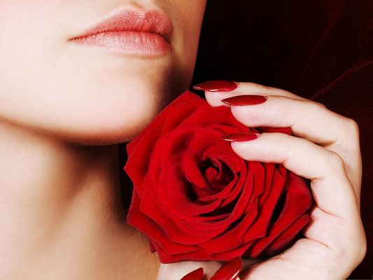 click to free download the wallpaper--Free Girls Wallpaper, Woman Holding a Red Rose, Romantic Scene