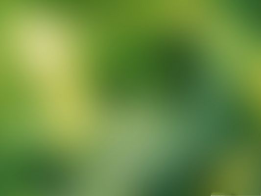 click to free download the wallpaper--Free High Quality Wallpaper, Minimalist Green Background, Nice and Fit