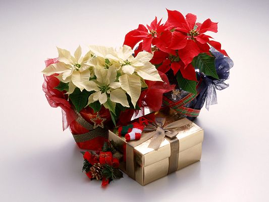 click to free download the wallpaper--Free Holiday Post, Love Flowers, White and Red, Exquisite Gifts, They Shall Please Any Receiver