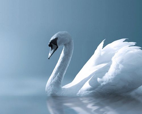 click to free download the wallpaper--Free Pics of Cute Animals, an Angel Swan, It is Pure and Beautiful
