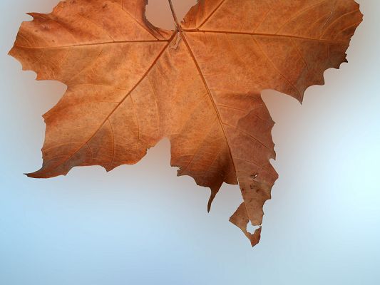 click to free download the wallpaper--Free Scenes of Nature, a Red Leaf on Gray and Pure Background, Can Work as Specimen
