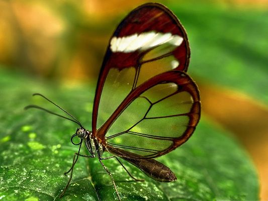 click to free download the wallpaper--Free Wallpaper Background, Butterfly With Transparent Wings, Are They for Fly?