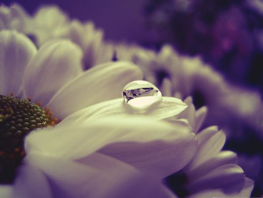 click to free download the wallpaper--Free Wallpaper Background, White Daisy Petals Under Macro Focus, Incredible Scene