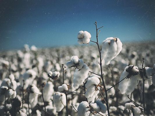 click to free download the wallpaper--Free Wallpaper Backgrounds, Cotton Field, Like White Snow
