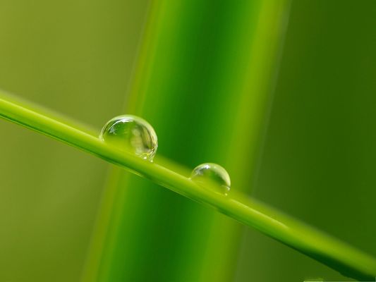 click to free download the wallpaper--Free Wallpaper Backgrounds, Grass Blade, Clear Waterdrops on the Body