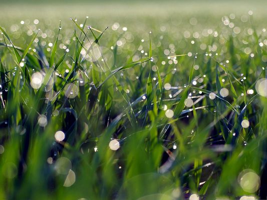 click to free download the wallpaper--Free Wallpaper Backgrounds, Grass Dew Bokeh, Water Drops on the Top