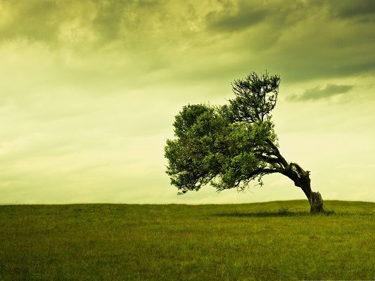 click to free download the wallpaper--Free Wallpaper Backgrounds, Green Tree Bending Down, Wish You Good!
