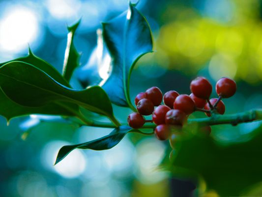 click to free download the wallpaper--Free Wallpaper Backgrounds, Holly and Berries, Green Leaves Around