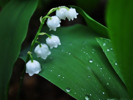click to free download the wallpaper--Free Wallpaper Backgrounds, Lily of The Valley, Rain Drops on the Body