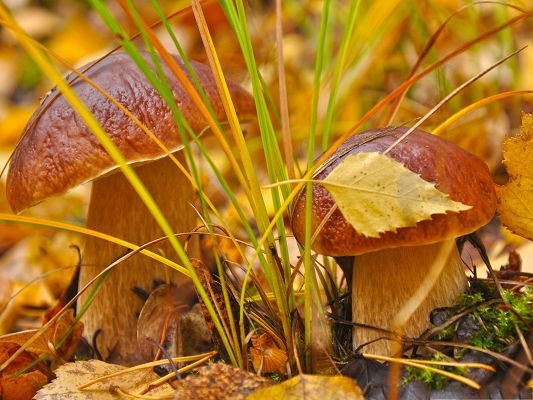 click to free download the wallpaper--Free Wallpaper Backgrounds, Mushrooms Among Brown Plants, Autumn Scenery