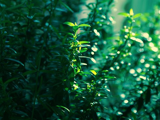 click to free download the wallpaper--Free Wallpaper Backgrounds, Myrtle Leaves Under Sunshine, Beautiful Landscape