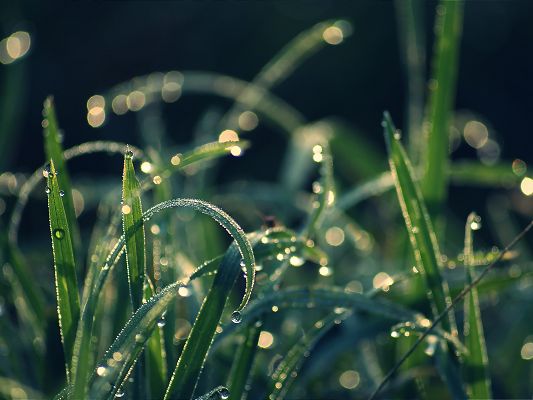 click to free download the wallpaper--Free Wallpaper Backgrounds, Wet Grass Bokeh, Shinning Water Drops