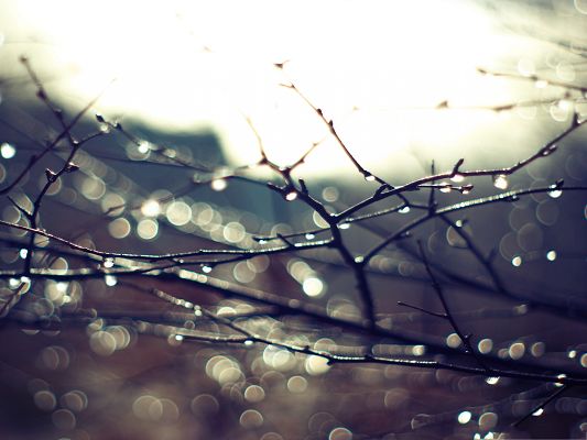 click to free download the wallpaper--Free Wallpaper Backgrounds, Wet Twigs, Sunlight Pouring on Them