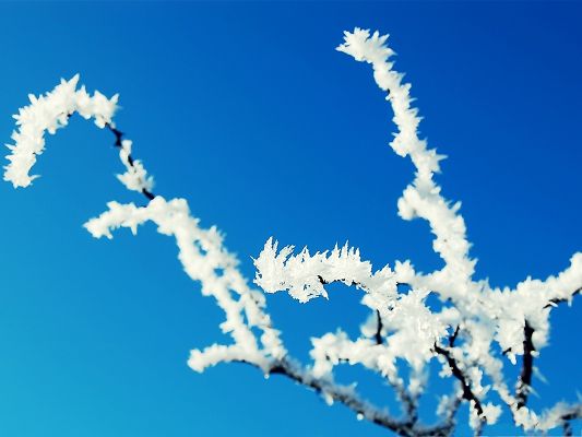 Free Wallpaper Backgrounds - Winter Frosted Tree in the Blue Sky
