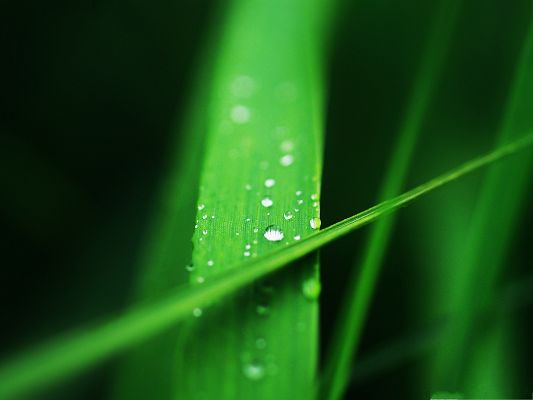 click to free download the wallpaper--Free Wallpaper for Computer, Grass Blades on Macro Focus, Crystal Clear Waterdrops All Over