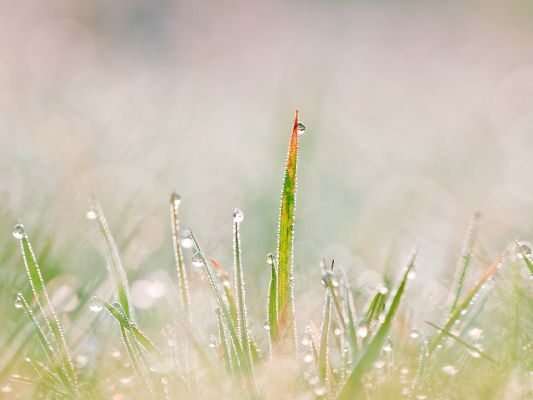 click to free download the wallpaper--Free Wallpaper for Computer, Grass Tuft, Rain Drops on the Top, Fresh Landscape