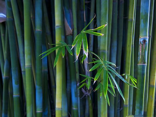 click to free download the wallpaper--Free Wallpaper for Computer, Green Bamboos in Great Growth, Make Your Digital Device Green!