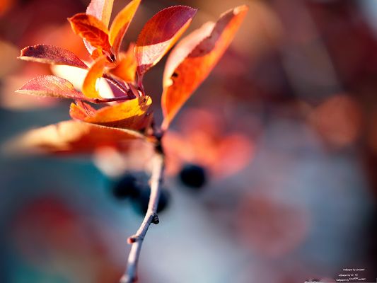 click to free download the wallpaper--Free Wallpapers and Backgrounds, Orange Plant Under Sunlight, Autumn Blur