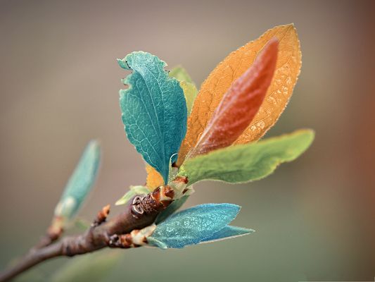click to free download the wallpaper--Free Wallpapers and Backgrounds, Spring Leaves in Macro Focus, Colorful and Impressive