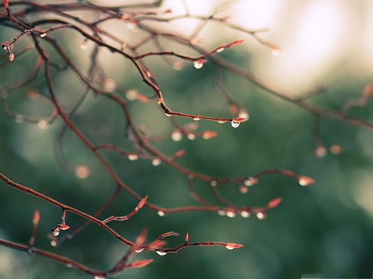 click to free download the wallpaper--Free Water Drops Wallpaper, Fresh Drops of Water on Branch, Incredible Look