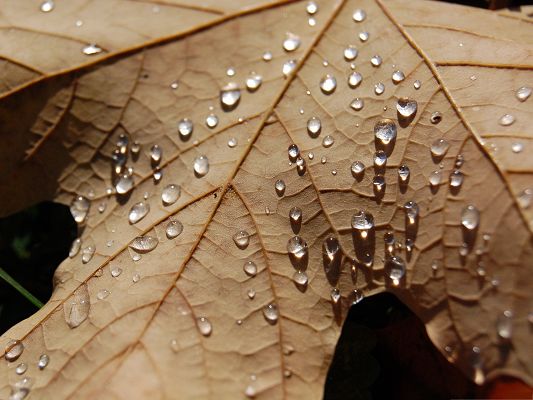 click to free download the wallpaper--Free Water Drops Wallpaper, Rain Drops on Dried Maple Leaf, Great Scenery