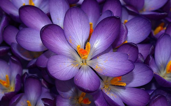 Free Scenery Wallpaper - Includes Autumn Purple Crocus, Makes You Addicated to the Happy Atmosphere!,click to download