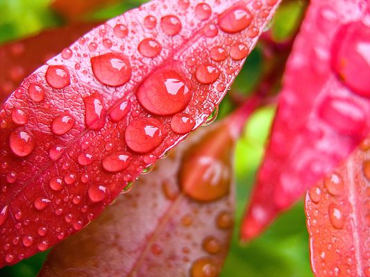 Free Scenery Wallpaper - Includes Crystal-Like Water Drops on Leaves, Fit For All Users!,click to download
