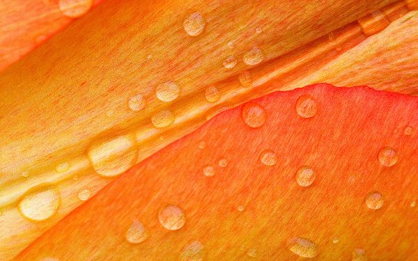 Free Scenery Wallpaper - Includes Drops on Flower Petals, Sure to Clarify Your Device!,click to download
