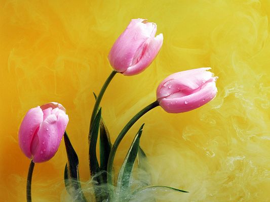 Free Scenery Wallpaper - Includes Pink Buds and Yellow Smoke, Bound to Beautify Your Device!,click to download